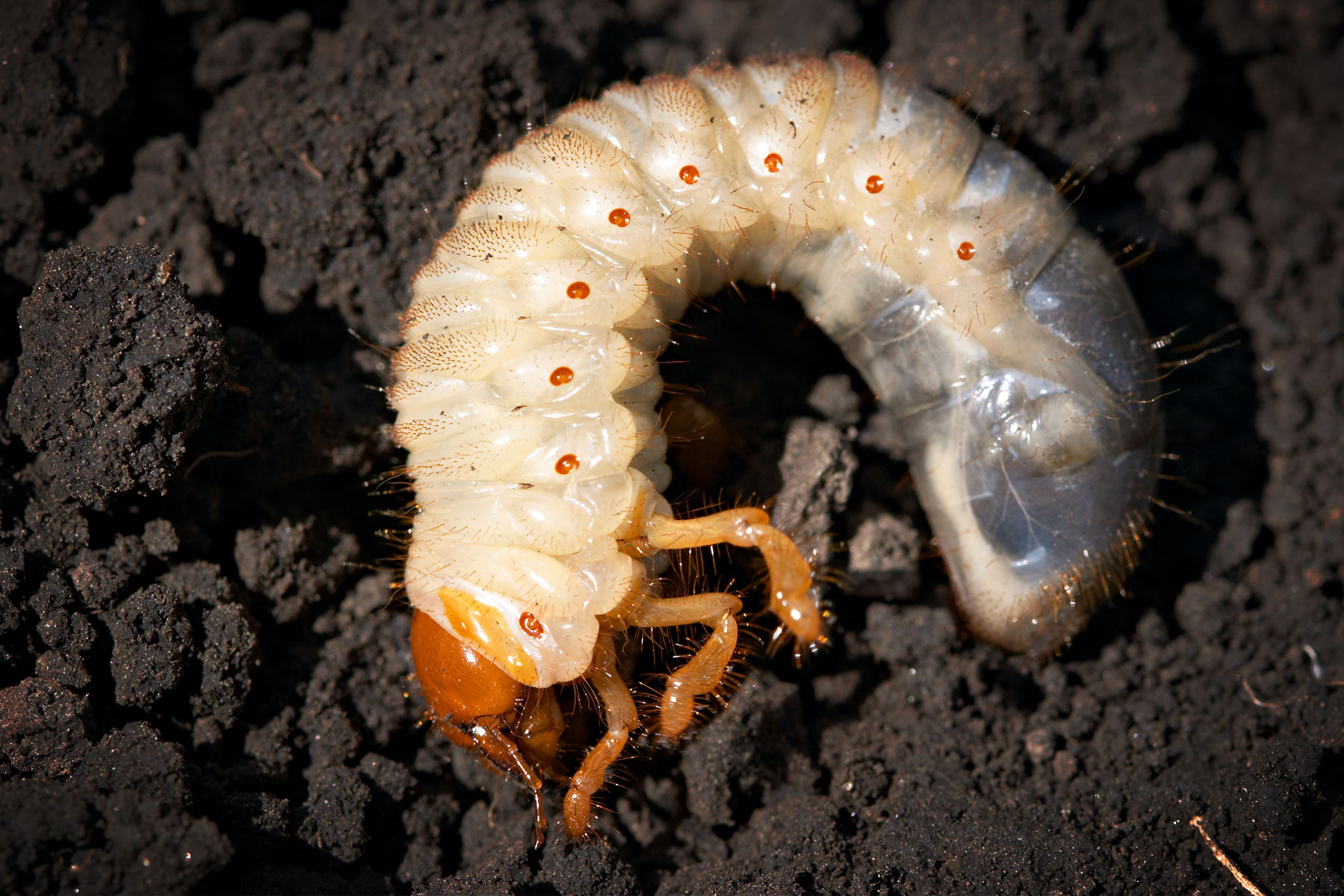 grub-insect-control-dream-lawns